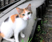 子猫を産んで間もない母猫が「ついて来て」と言うので行ってみると… 着いた先でとっても素敵な出会いが待っていました♡