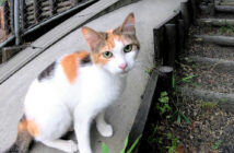 ついて来てと誘う母猫