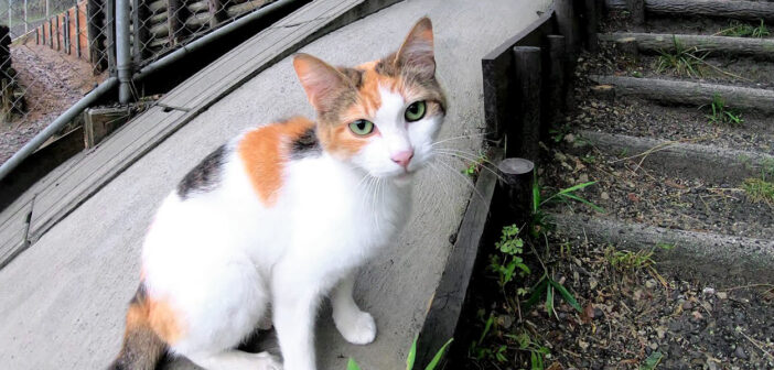 子猫を産んで間もない母猫が「ついて来て」と言うので行ってみると… 着いた先でとっても素敵な出会いが待っていました♡