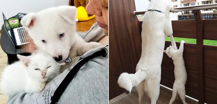 愛犬のために保護施設から子猫を迎えようとしていた家族。建設現場で迷子の子猫に出会うと、2匹は驚くほどの仲良しに！