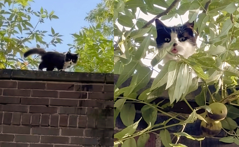猫の親子