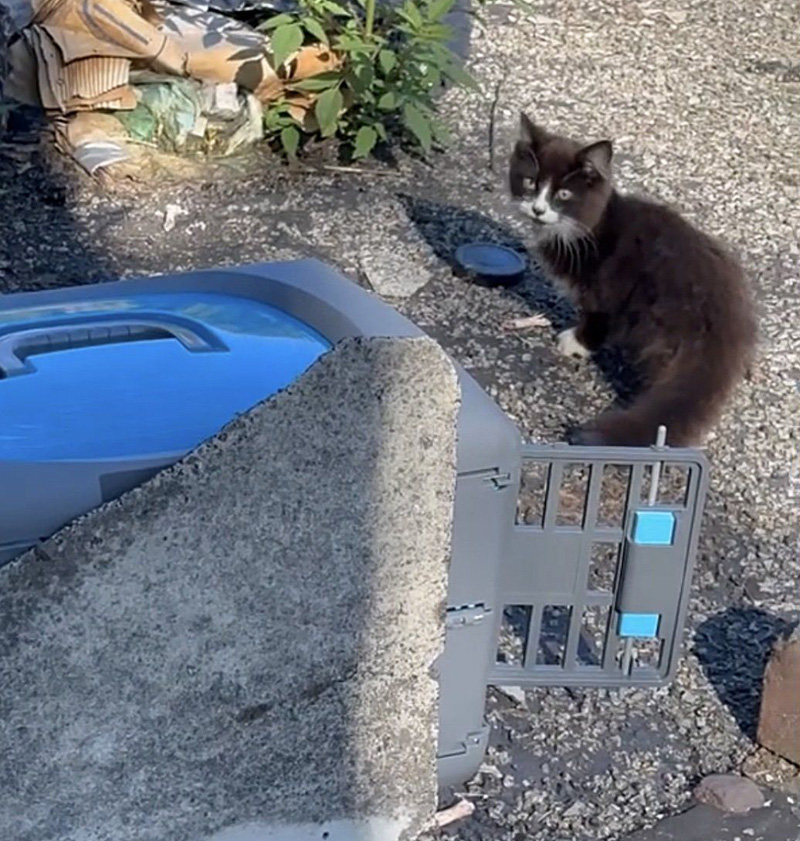 保護される子猫