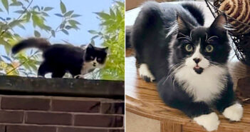 保護された子猫