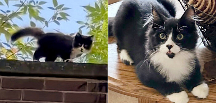 保護された子猫