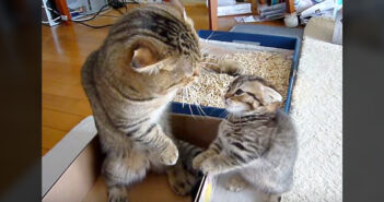 シュンとする子猫