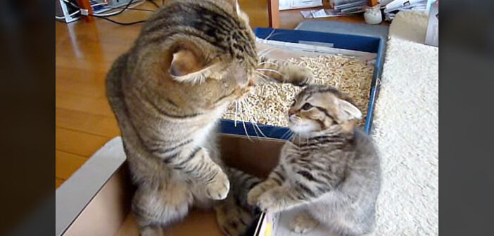 父猫に叱られちゃった子猫。シュンとしたかと思いきや、とっても可愛い反抗に出た (〃∇〃)！