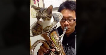 音を消す猫