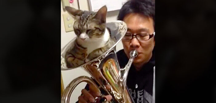 楽器にスッポリとハマって音を消す猫さん。飼い主さんがそのまま吹き続けると、とっても可愛い反応が ( *´艸｀)♪