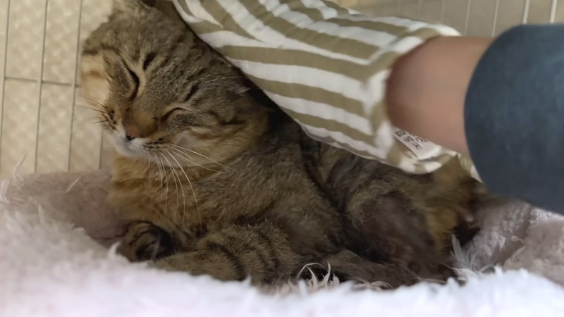 突然デレる猫