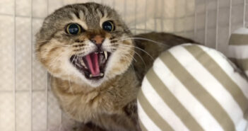 シャーと威嚇する猫
