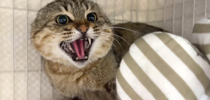 シャーと威嚇する猫