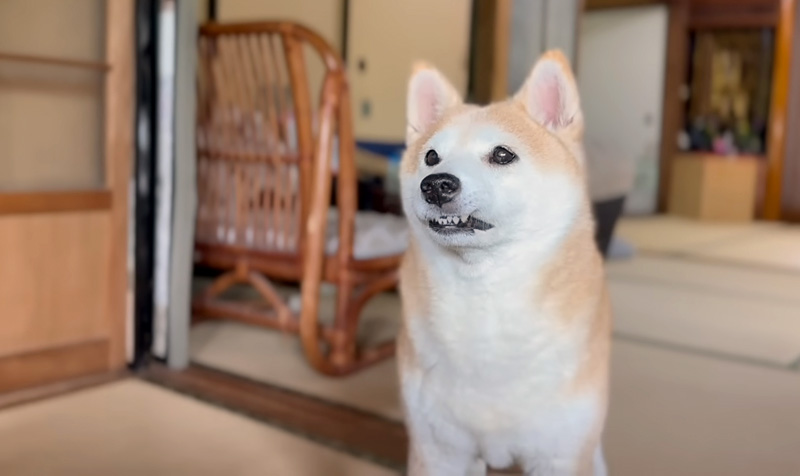 お散歩を止められた柴犬