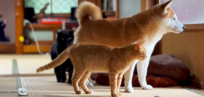 台風が気になる柴犬と猫達