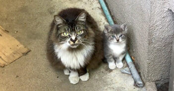 「この子をよろしくお願いします」人を避け続けてきた母猫が、ある日決心したかのように大切な我が子を託してきた