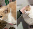保護された猫