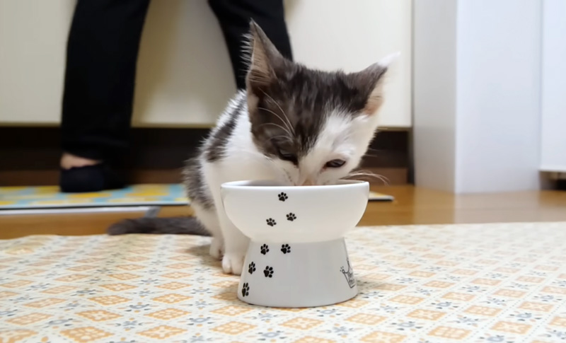 ご飯を食べる子猫