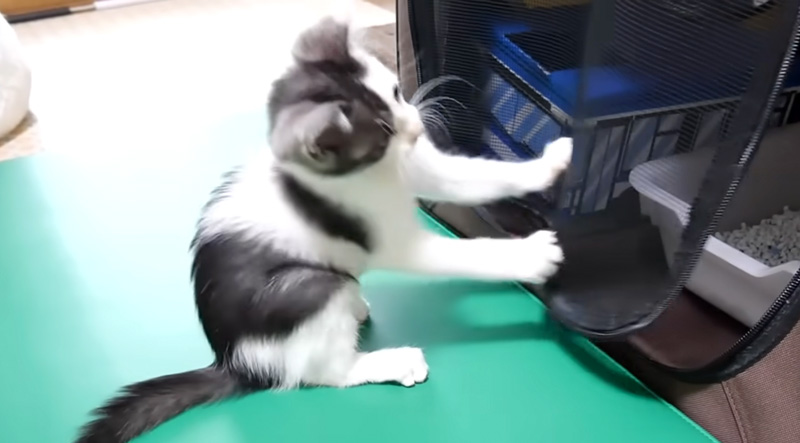 無邪気に遊ぶ子猫