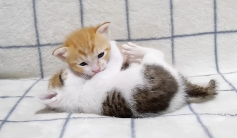 プロレスごっこをする子猫達