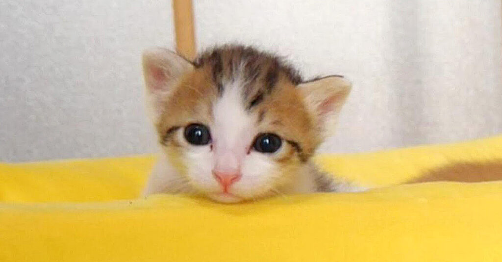 1分間の激闘に敗れたネムネム子猫。その様子が可愛すぎて完全に