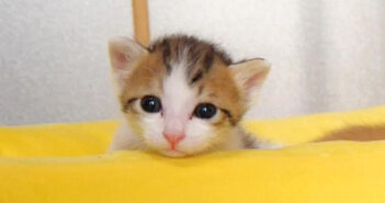 1分間の激闘に敗れたネムネム子猫。その様子が可愛すぎて完全にノックアウト (〃∇〃)♡ 眠たい子猫