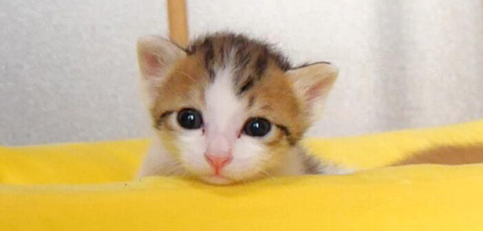 1分間の激闘に敗れたネムネム子猫。その様子が可愛すぎて完全にノックアウト (〃∇〃)♡