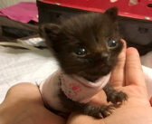 生まれたままのサイズで保護された3週齢の子猫。優しい人達の愛情と献身的な看護で、ついに成長を始める!