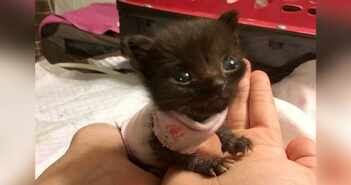 生まれたままのサイズで保護された3週齢の子猫。優しい人達の愛情と献身的な看護で、ついに成長を始める!