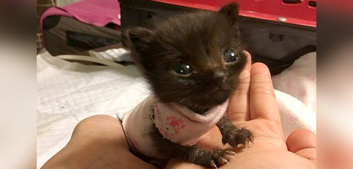 生まれたままのサイズで保護された3週齢の子猫。優しい人達の愛情と献身的な看護で、ついに成長を始める！