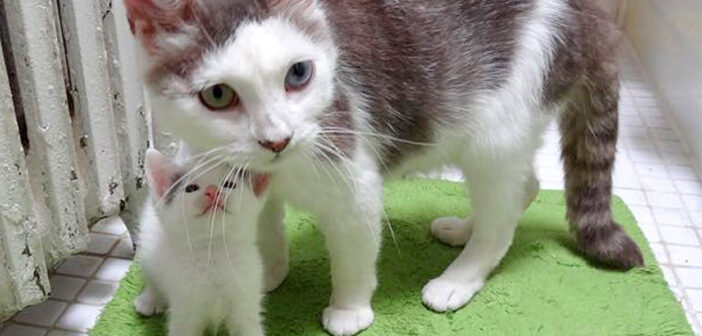 5匹の我が子と共に保護された母猫。お母さんのいない迷子の子猫に惜しみない愛情を注ぐ姿に心がホッと温まる 猫と子猫