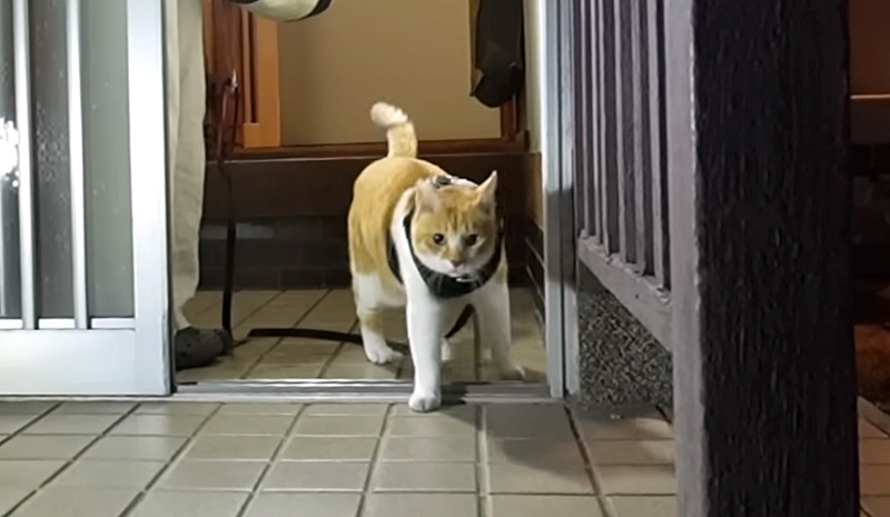散歩に出かけた猫