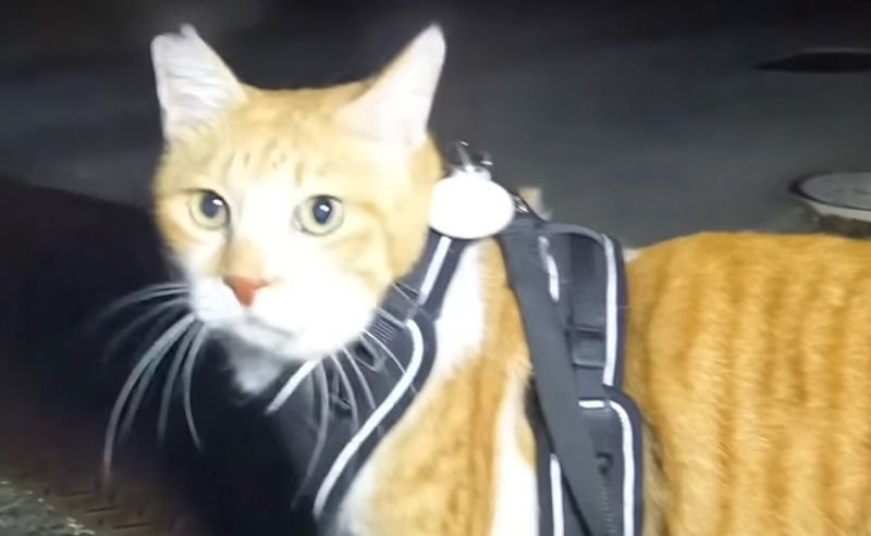 愛するおっちゃんを発見した猫