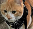 愛するおっちゃんを発見した猫