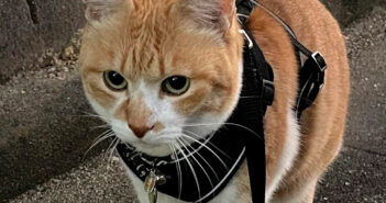 愛するおっちゃんを発見した猫