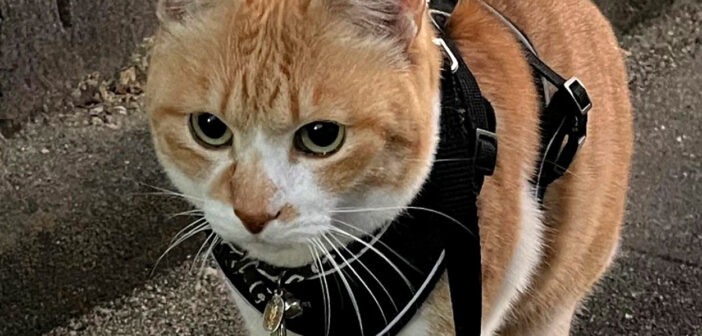 愛するおっちゃんを発見した猫