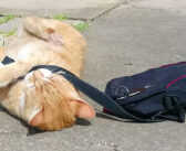 どうしても飼い主さんを仕事に行かせたくなかった猫が、家の外でとっても可愛い抵抗に出た ( *´艸｀)♡