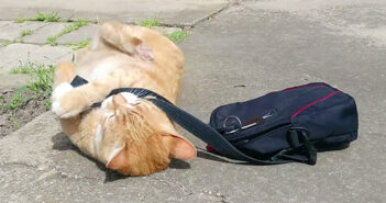 どうしても飼い主さんを仕事に行かせたくなかった猫が、家の外でとっても可愛い抵抗に出た ( *´艸`)♡ 抵抗する猫