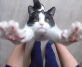 玄関先に倒れていた子猫。保護主さんの懸命の看護で元気を取り戻すと、世界一のハグをプレゼントしてくれた！
