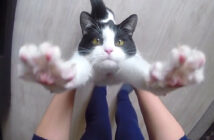 猫の世界一のハグ