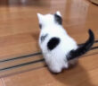 探索する子猫