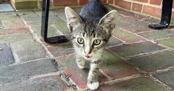 バス停で生活していた独りぼっちの子猫。乗客に「一緒に連れて行って」と懇願し、ついに願いが叶うと幸せいっぱいに! バス停で出会った猫