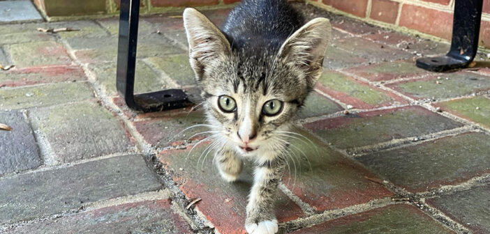 バス停で生活していた独りぼっちの子猫。乗客に「一緒に連れて行って」と懇願し、ついに願いが叶うと幸せいっぱいに! バス停で出会った猫