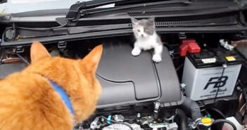 エンジンルームに入り込んだ迷子の子猫の姿を発見! 近所の茶トラ猫さんの力をお借りして無事に救出! エンジンルームから助け出された子猫