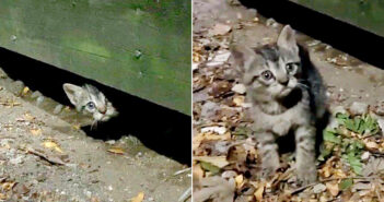 「助けてくれるの?」デッキの下から現れた子猫。後から次々と兄弟も現れ、安全な家の中で新しい人生を始める