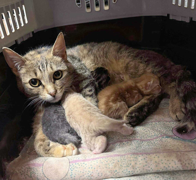 保護された母猫と子猫達
