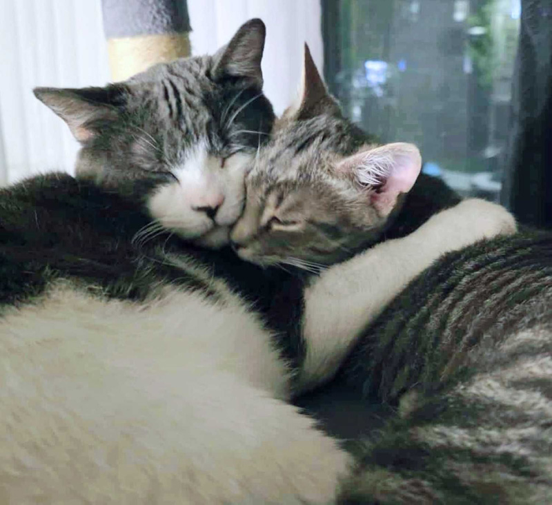 幸せそうに寄り添う猫達