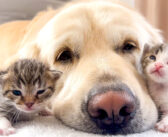 子猫達のことが気になって仕方がない先住犬。子猫達に甘えられると、とっても可愛い反応が ( *´艸｀)♡