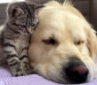 仲良しな犬と子猫