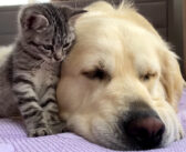 大きな先住犬と友達になった子猫。いつまでも先住犬にピッタリとくっついて離れない様子にホッとする (*´ω｀*)♡