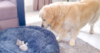 子猫が自分のベッドを占領していて動揺する犬。何とかしてベッドを取り戻そうと、あの手この手で頑張る姿が面白い♪ 子猫にベッドを取られた犬