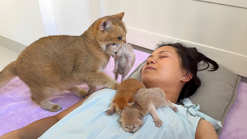 子猫を咥えて運んでくる母猫